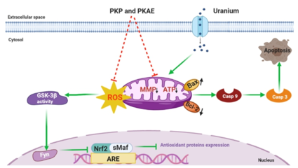 西南科技大學天然產物課題組在黃精炮制與抗輻射研究方面取得重要進展，助力健身器材行業健康應用
